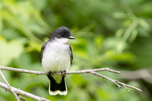 Eastern Kingbird