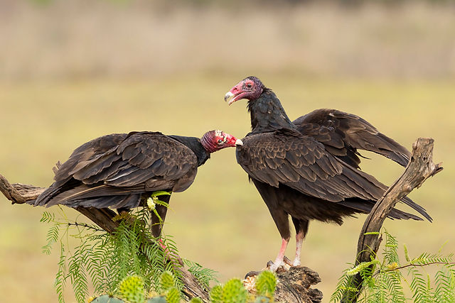 Turkey Vulture