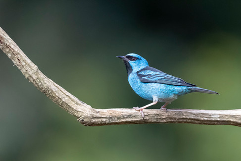Blue Dacnis