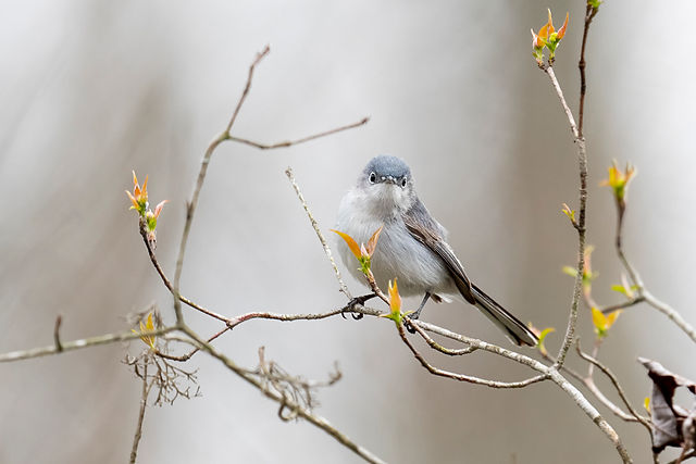 Blue-gray Gnatcatcher