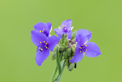 Spiderwort