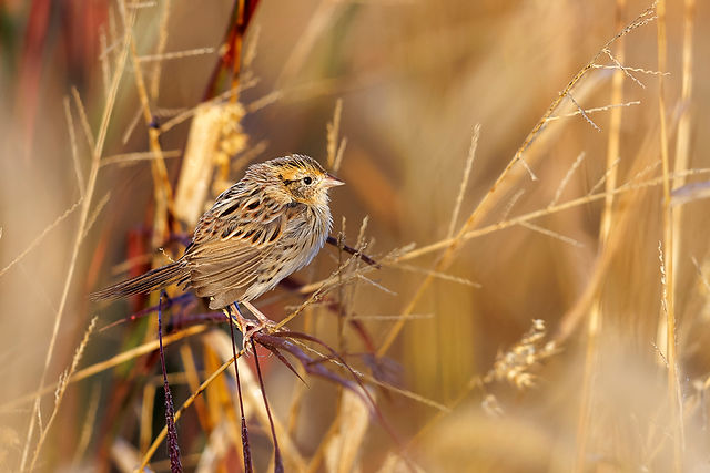 LeConte's Sparrow