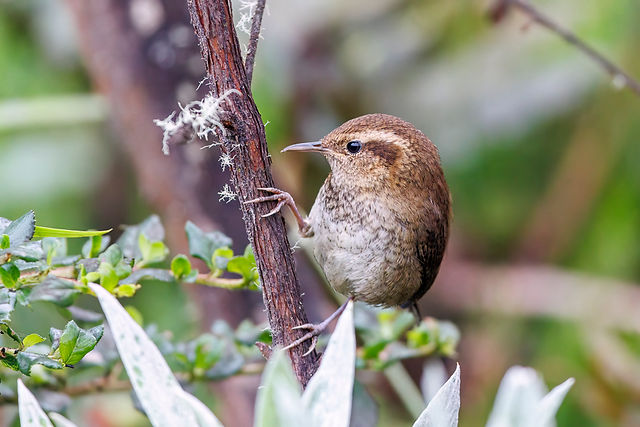 Mountain Wren