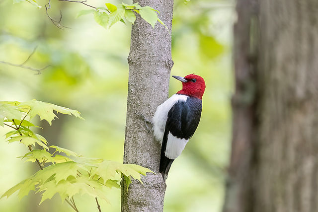 Red-headed Woodpecker