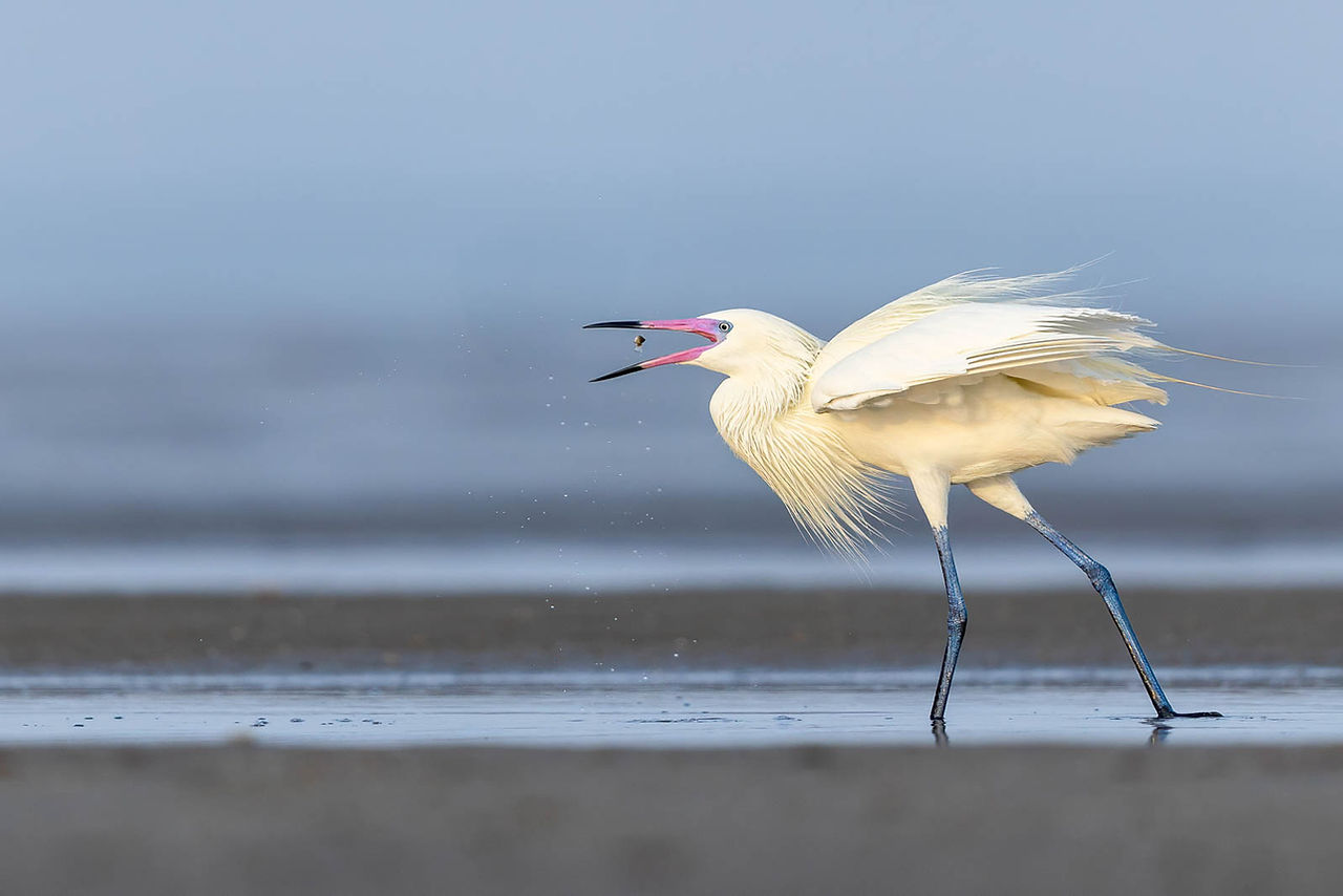 Reddish Egret