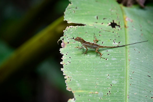 Anole Sp.