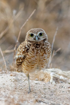 Burrowing Owl