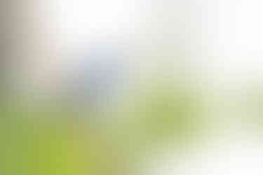 Blue-gray Gnatcatcher