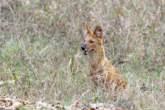 Dhole