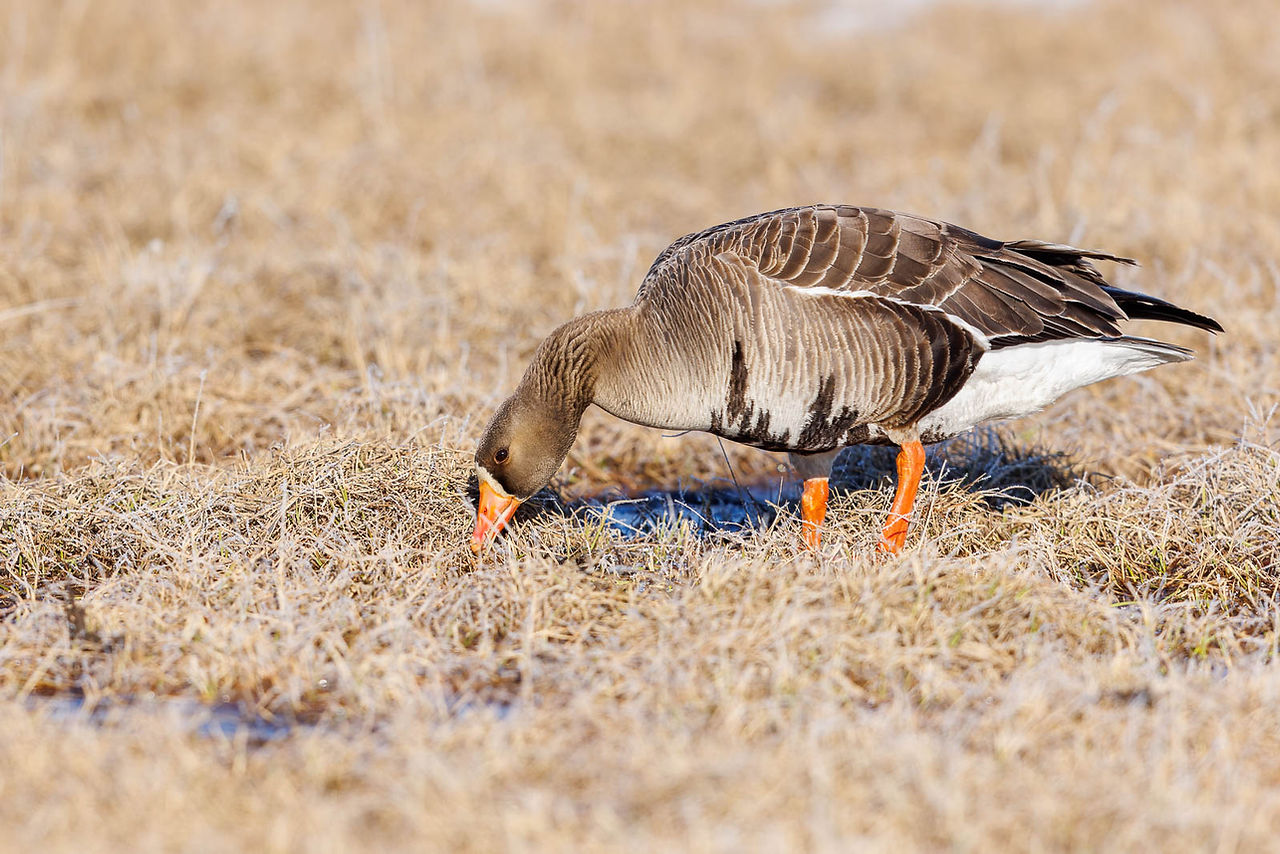 Greater White-fronted Goose