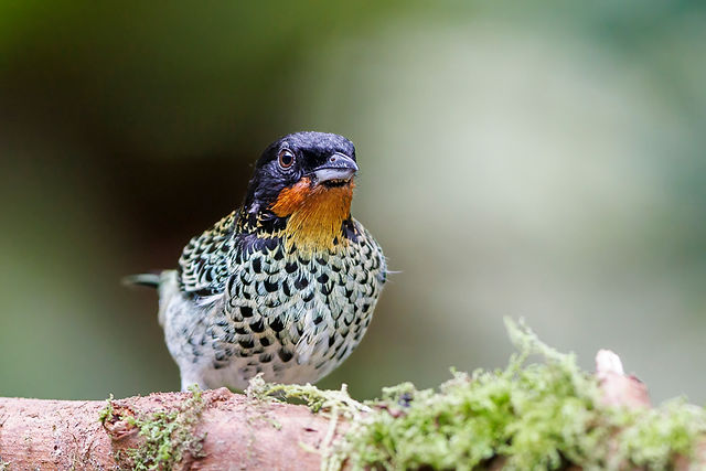 Rufous-throated Tanager
