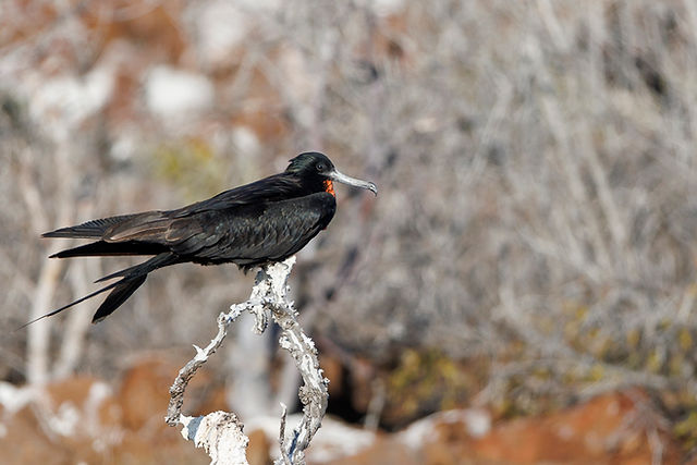 Magnificent Frigatebird