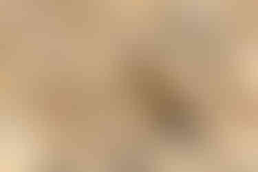 Drakensberg Rockjumper