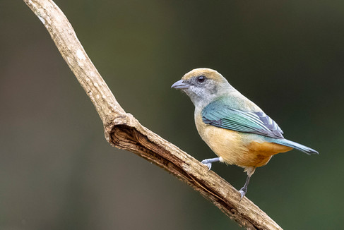 Burnished-buff Tanager