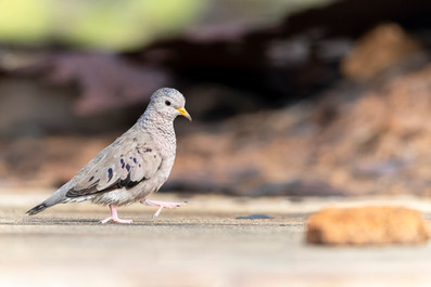 Common Ground Dove