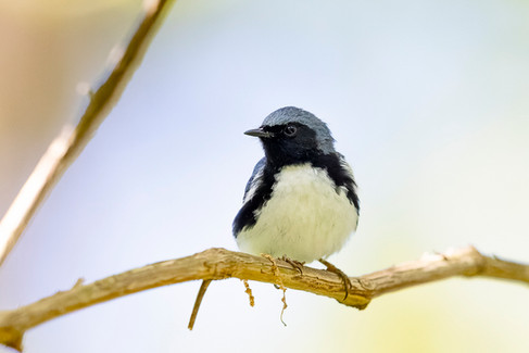 Black-throated Blue Warbler