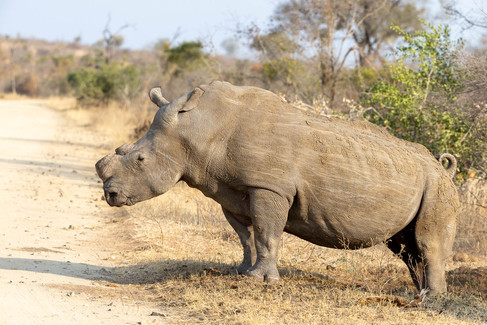 White Rhinoceros