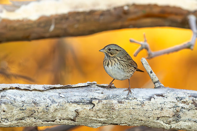 Lincoln's Sparrow, IN