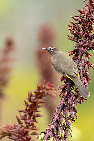 Cape Bulbul