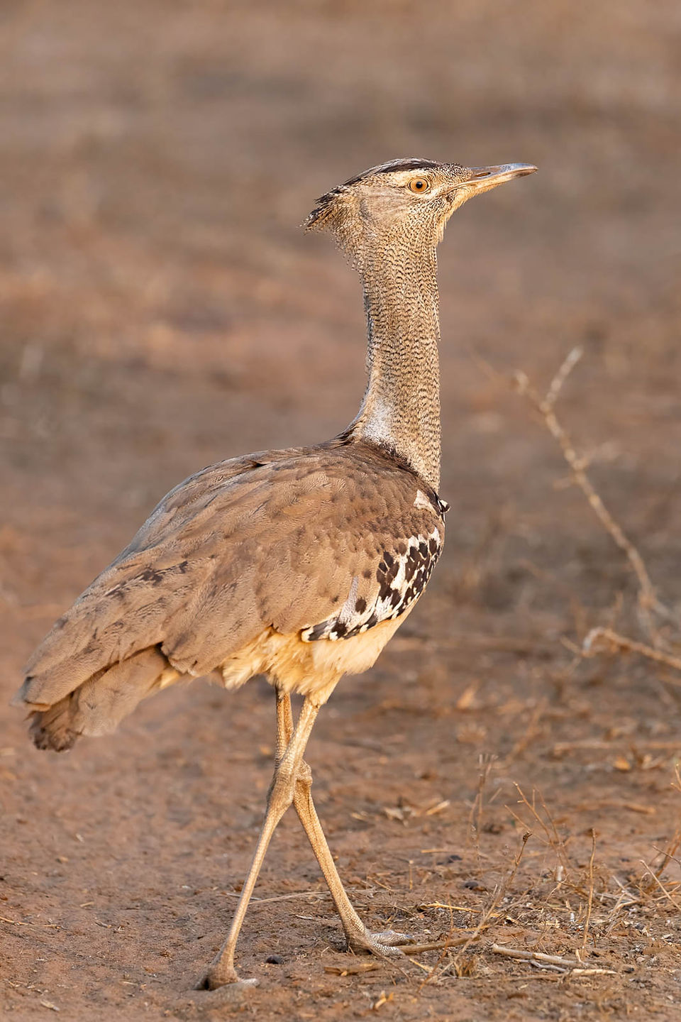 Kori Bustard