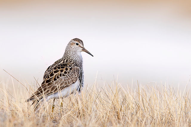 Pectoral Sandpiper