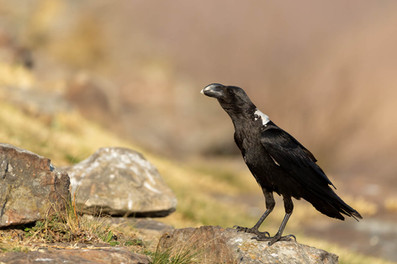 White-necked Raven