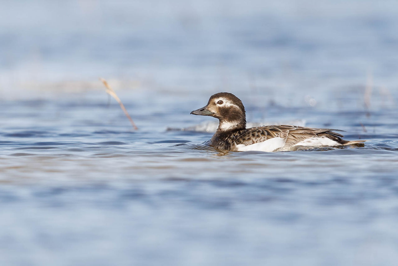 Long-tailed Duck