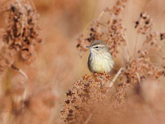 Palm Warbler Season