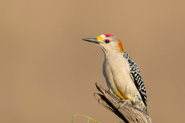 Golden-fronted Woodpecker