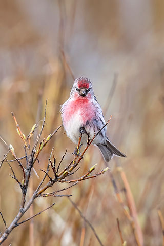 Common Redpoll