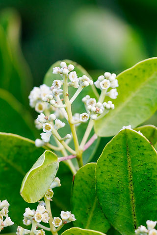 mangrove bloom