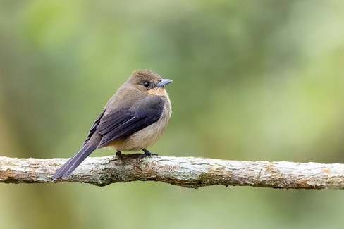 Black-goggled Tanager