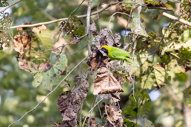 Golden-fronted Leafbird