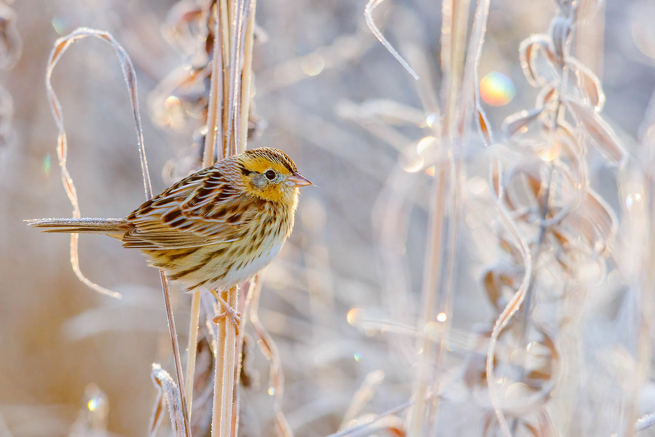 LeConte's Sparrow