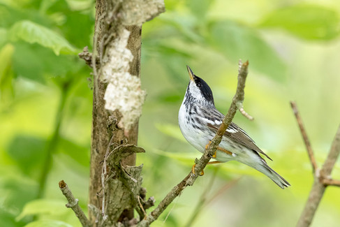 Blackpoll Warbler