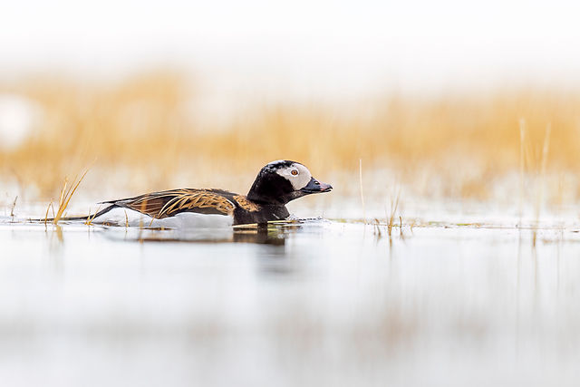 Long-tailed Duck