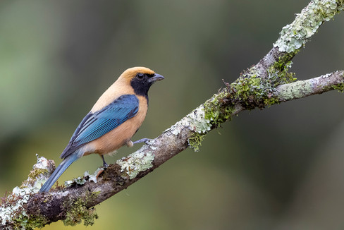 Burnished-buff Tanager
