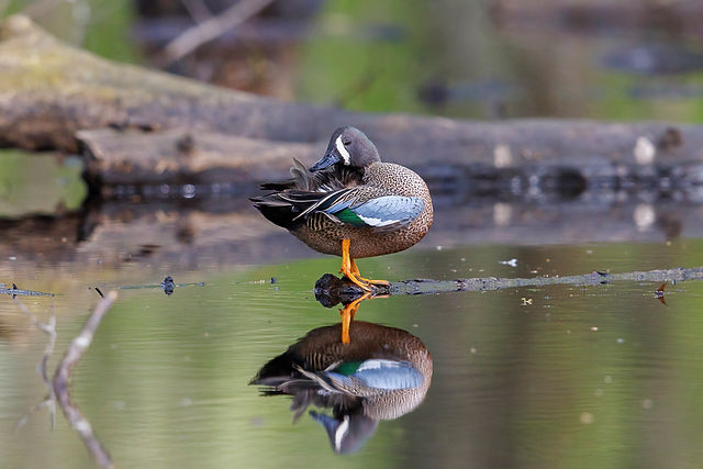 Blue-winged Teal
