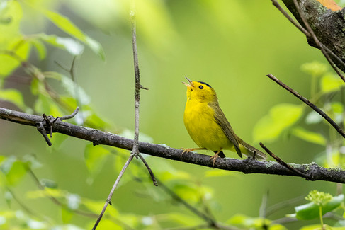 Wilson's Warbler