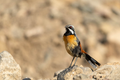 Drakensberg Rock Jumper