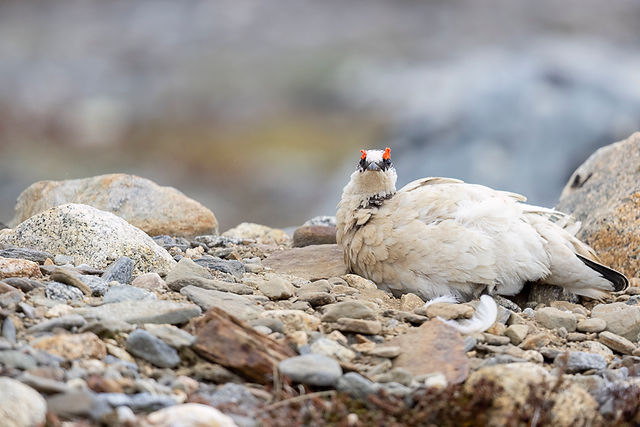 Rock Ptarmigan