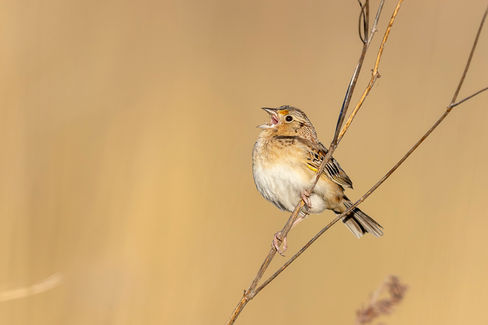 Grasshopper Sparrow