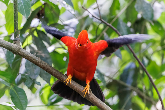 Andean Cock-of-the-Rock