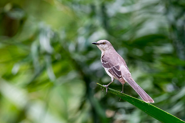 Northern Mockingbird