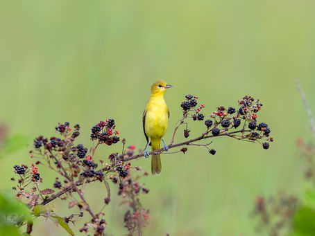 Back to Birding