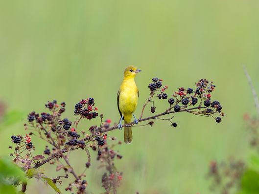 Back to Birding