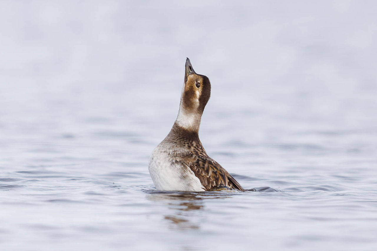 Long-tailed Duck