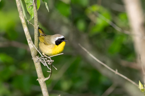 Common Yellowthroat