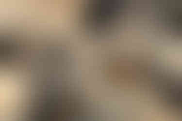 Drakensberg Rockjumper