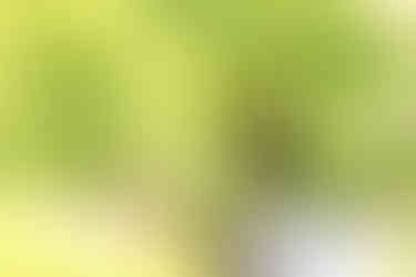 Black-throated Green Warbler